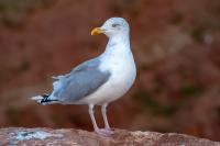 Larus argentatus