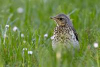 Turdus pilaris