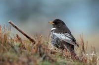 Turdus torquatus