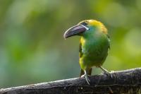 ECUADOR-FAUNA