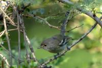 Vireo nanus