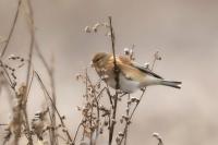 Carduelis cannabina