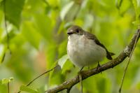 Ficedula hypoleuca