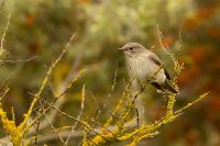 Muscicapa striata