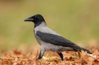 Corvus cornix