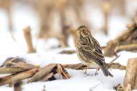 Emberiza calandra