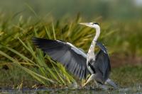 Ardea cinerea