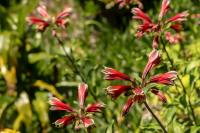 Madeira flora