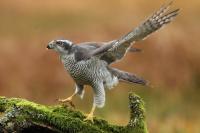 Accipiter gentilis