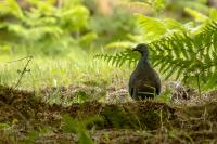 Columba trocaz