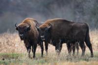 European bison