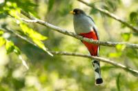 Dominican Republic-FAUNA