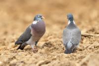 Columba palumbus