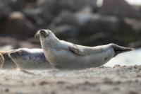 Harbor seal