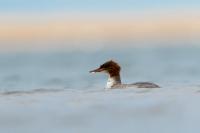 Mergus merganser