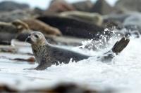 Grey seal