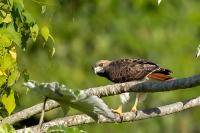 Buteo jamaicensis