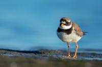 Charadrius hiaticula