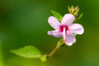 Dominican Republic  FLORA