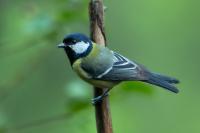 Parus major