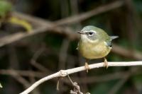 Setophaga caerulescens