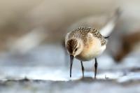 Calidris ferruginea