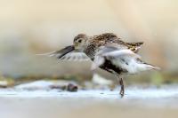 Calidris alpina