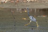 Egretta tricolor