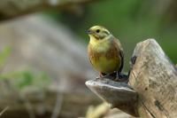 Emberiza citrinella