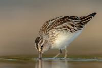 Calidris falcinellus