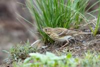 Anthus trivialis