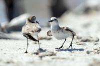 Calidris pusilla      