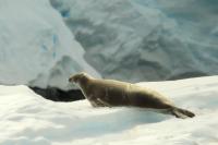 Weddell seal