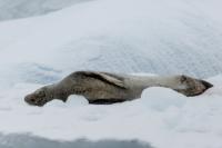 Leopard seal