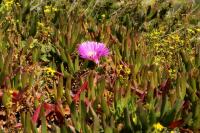 Malta flora 