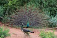 Pavo cristatus