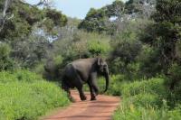 Sri Lankan elephant