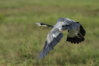 Ardea melanocephala