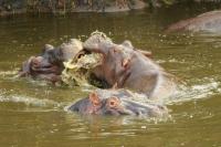 Common hippopotamus