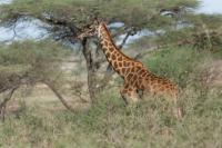 Masai giraffe