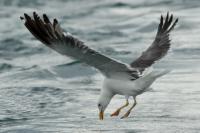 Larus fuscus