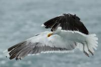 Larus marinus