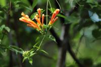 Sri Lanka - Flowers