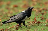 Corvus albus