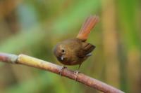 Ficedula tricolor