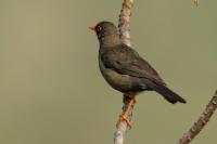 Turdus abyssinicus