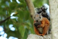 Variegated squirrel