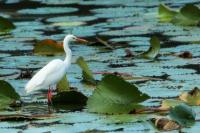 Ardea intermedia