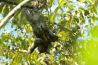 Linnaeus&#039;s two-toed sloth