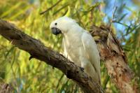 Cacatua galerita